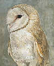 Barn Owl