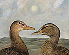 Radnorshire Ducks
