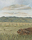 Hare, Rhulen Hill