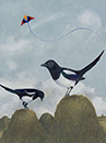 Kite, Magpies and Anthills